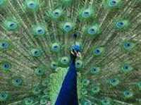 Peacock Animal Totems